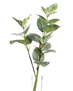 Fittonia Spray