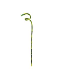 Lucky Bamboo 61cm