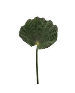80cm Fan Palm Leaf Green