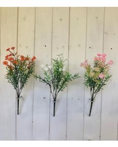 Phlox Bush 4 Colours Assorted