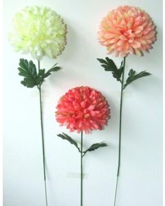 Pompom Coral