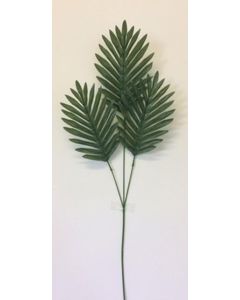 Single Cycas Leaf