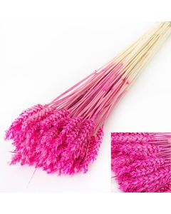 Wheat (Triticum) Beared, Hot Pink Bunch