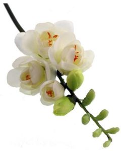 Freesia Cream Sage Decor