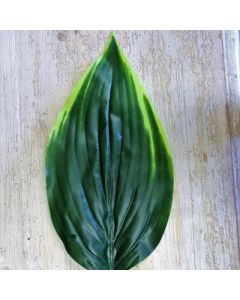 Single Hosta Leaf 23" (Apac)