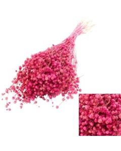 Linum (Flax) Dark Pink 80g Bunch