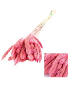 Setaria Pendula, Dark Pink, 100g Bunch