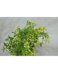 Mini Wax Flower Bushes Yellow