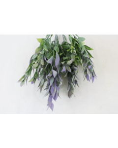 Ruscus Leaf Bunch Green/Purple