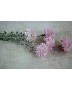Allium Spray Pink