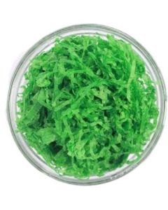 Shredded Tissue Dark Green 1kg