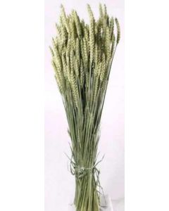 Tiriticum (Tarwe) Wheat