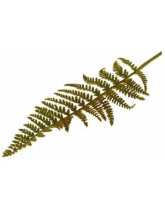 Flocked Leather Fern Green Sage Decor