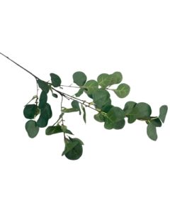 Single Eucalyptus Stem (Florelle)
