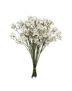 Gypsophila