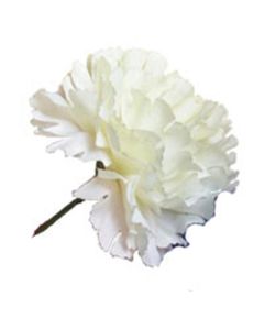 Ivory Carnation