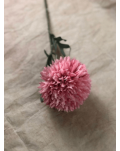 Single Pink Allium On Stem