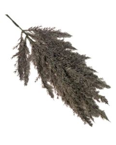 Pampas Grass Spray 65cm