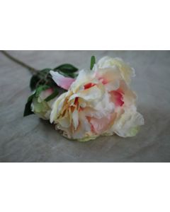 Blooming Peony with Bud Pink & Cream